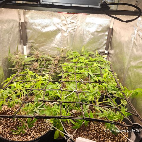 Clone 2 growlog timeline photo