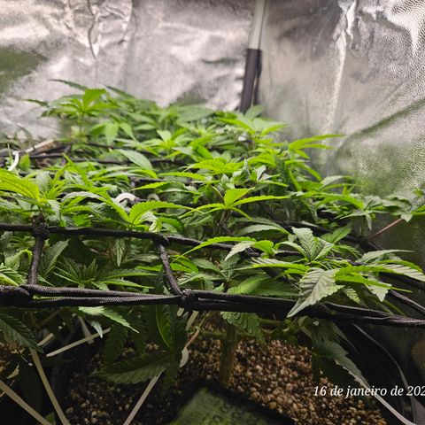 Clone 2 growlog timeline photo