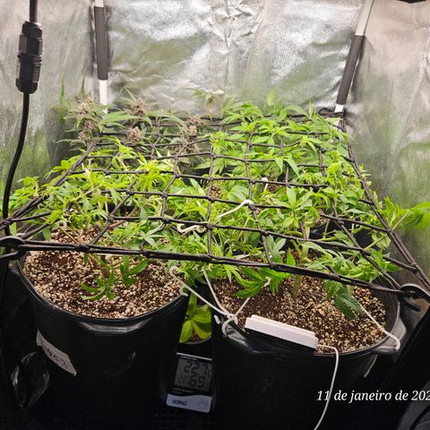 Clone 2 growlog timeline photo