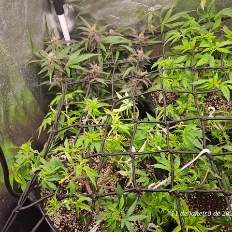 Clone 2 growlog timeline photo