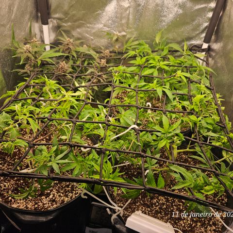 Clone 2 growlog timeline photo