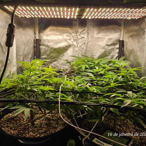 Clone 2 growlog timeline photo