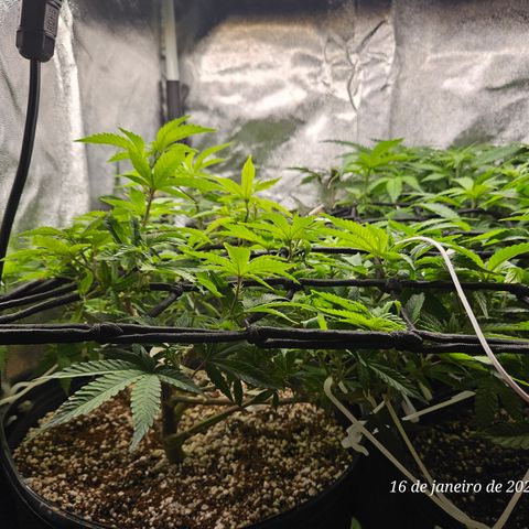Clone 2 growlog timeline photo