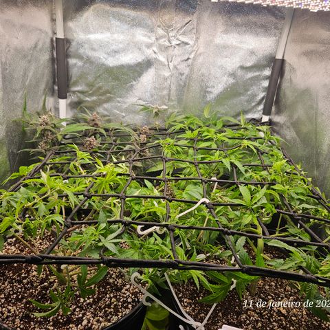 Clone 2 growlog timeline photo