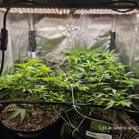 Clone 2 growlog timeline photo