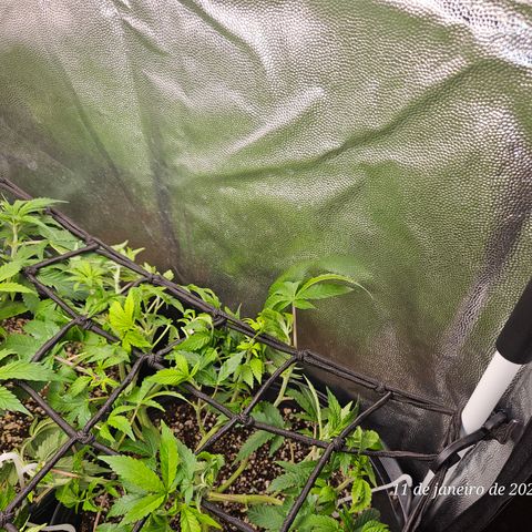 Clone 2 growlog timeline photo