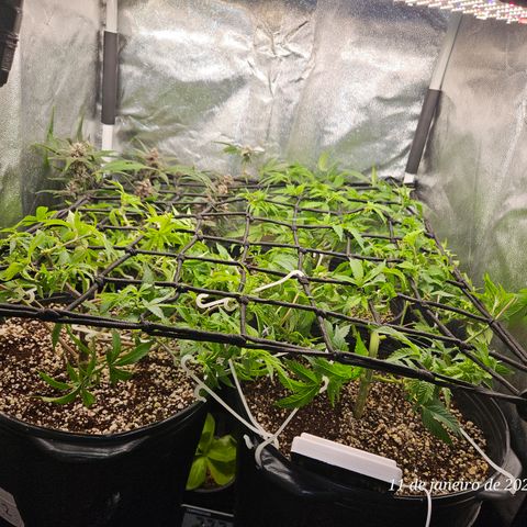 Clone 2 growlog timeline photo
