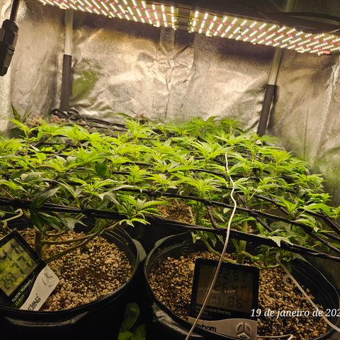 Clone 2 growlog photo: Esperar mais umas 2 semanas de vega pra colocar pra florir 