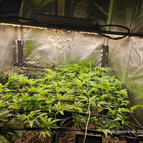 Clone 2 growlog photo: Esperar mais umas 2 semanas de vega pra colocar pra florir 
