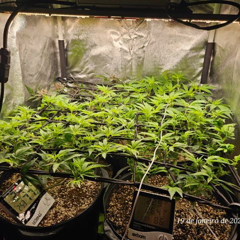 Clone 2 growlog photo: Esperar mais umas 2 semanas de vega pra colocar pra florir 