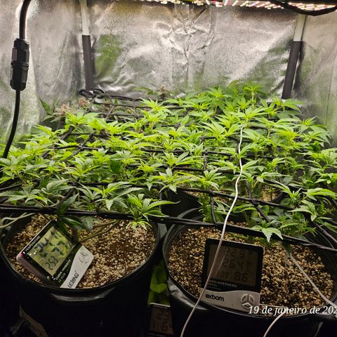 Clone 2 growlog photo: Esperar mais umas 2 semanas de vega pra colocar pra florir 