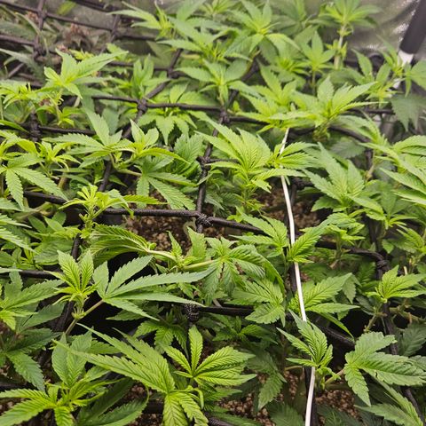 Clone 1  growlog photo: Poda top