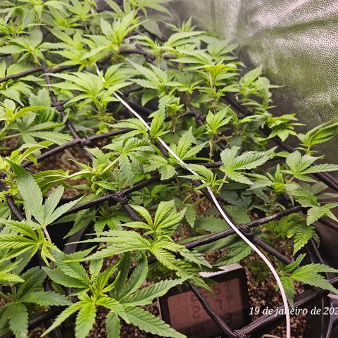 Clone 1  growlog photo: Poda top