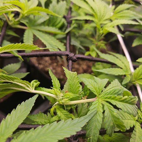 Clone 1  growlog photo: Poda top