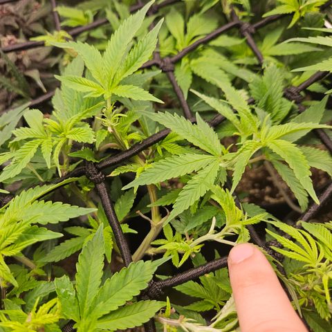 Clone 2 growlog photo: Poda top