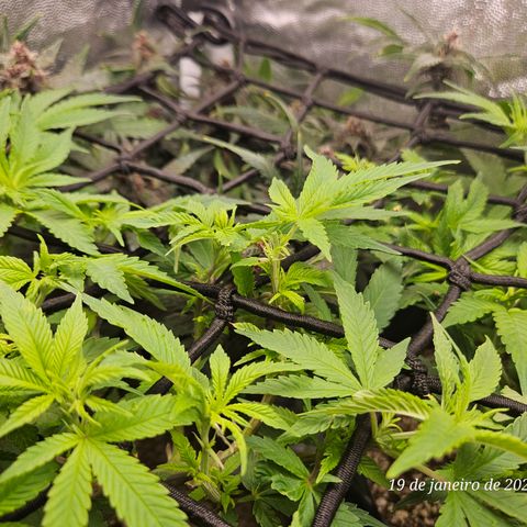 Clone 2 growlog photo: Poda top