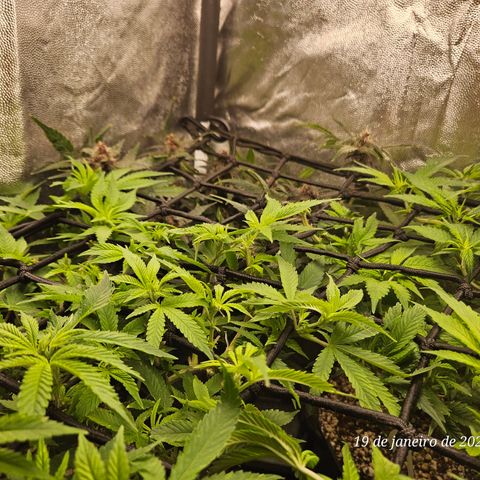 Clone 2 growlog photo: Poda top
