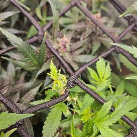 Widonesia  growlog photo: Poda top