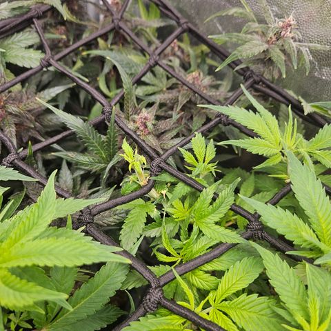 Widonesia  growlog photo: Poda top