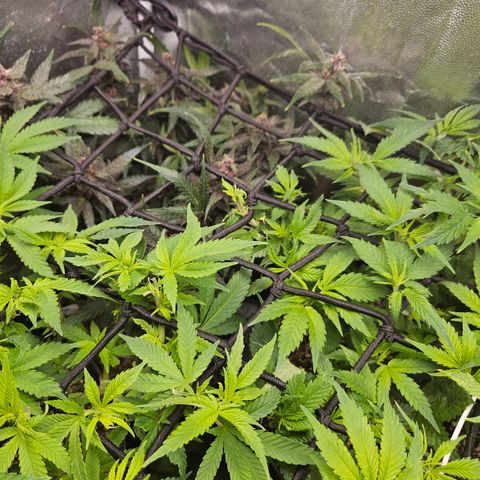 Widonesia  growlog photo: Poda top