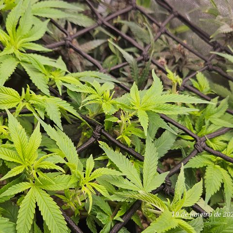 Clone 2 growlog photo: Poda top