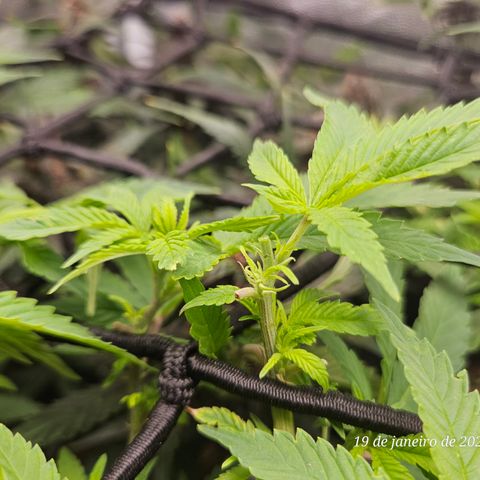 Clone 2 growlog photo: Poda top