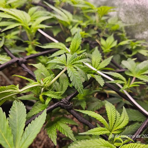 Clone 1  growlog photo: Poda top