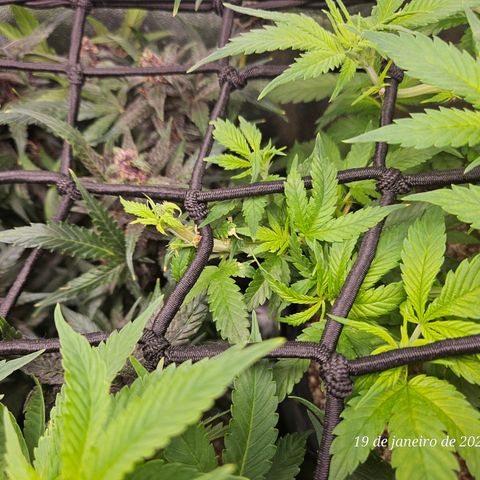 Widonesia  growlog photo: Poda top