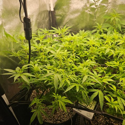 Clone 2 growlog timeline photo