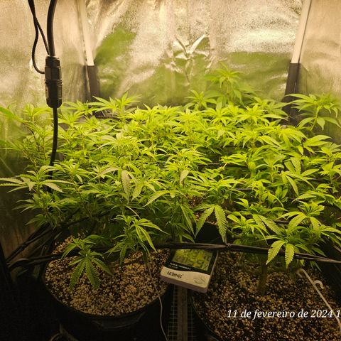 Clone 2 growlog timeline photo
