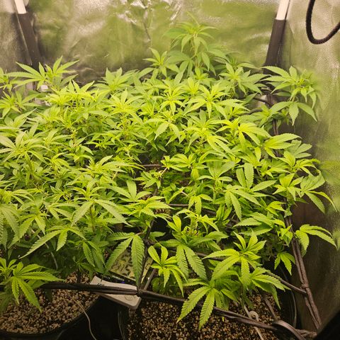 Clone 2 growlog timeline photo