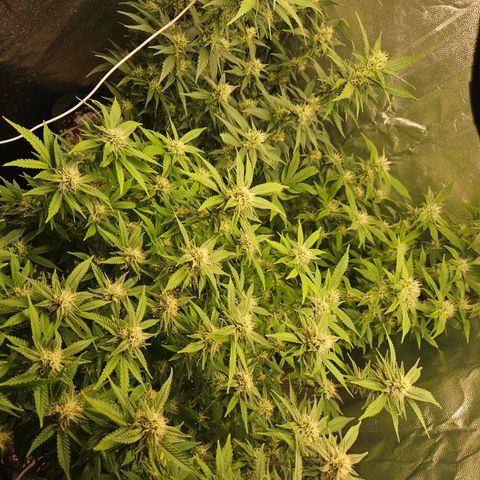 Clone 2 growlog timeline photo