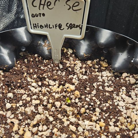 Clone 2 growlog timeline photo