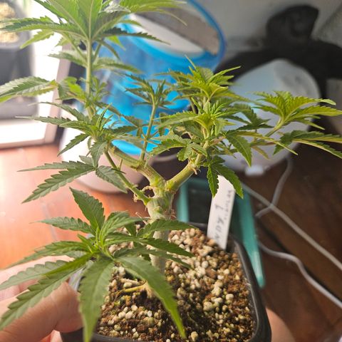 5.6  growlog timeline photo