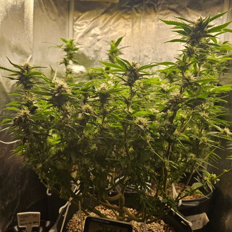 Clone 2 growlog timeline photo