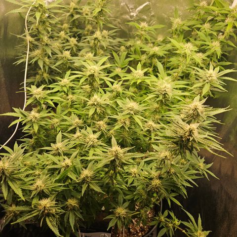 Clone 2 growlog timeline photo