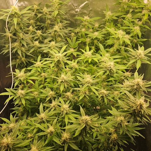 Clone 2 growlog timeline photo