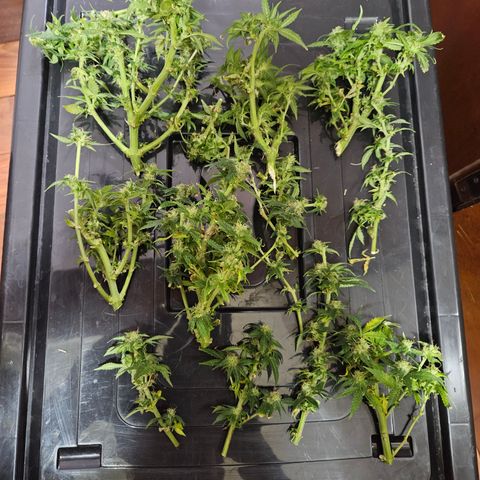 Widonesia  growlog photo: Colheita e inicio da secagem da widonesia 
