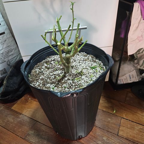 Widonesia  growlog photo: Colheita e inicio da secagem da widonesia 