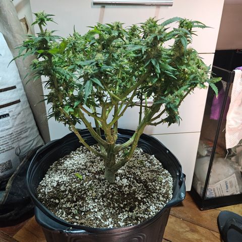 Widonesia  growlog photo: Colheita e inicio da secagem da widonesia 
