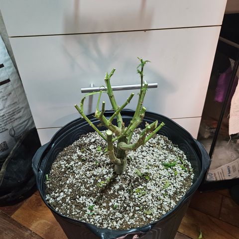 Widonesia  growlog photo: Colheita e inicio da secagem da widonesia 