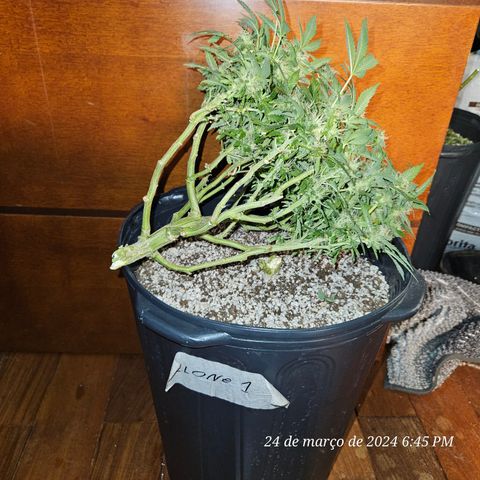 Clone 1  growlog photo: Colheita clone 1 