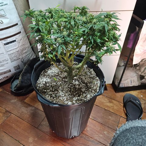 Widonesia  growlog photo: Colheita e inicio da secagem da widonesia 