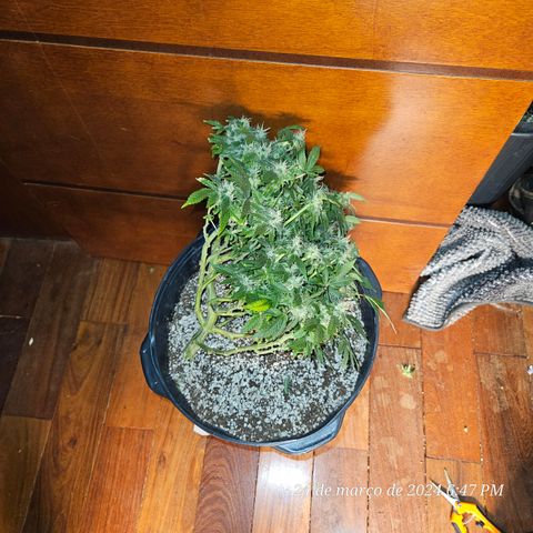 Clone 1  growlog photo: Colheita clone 1 