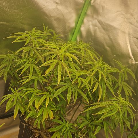 5.6  growlog timeline photo