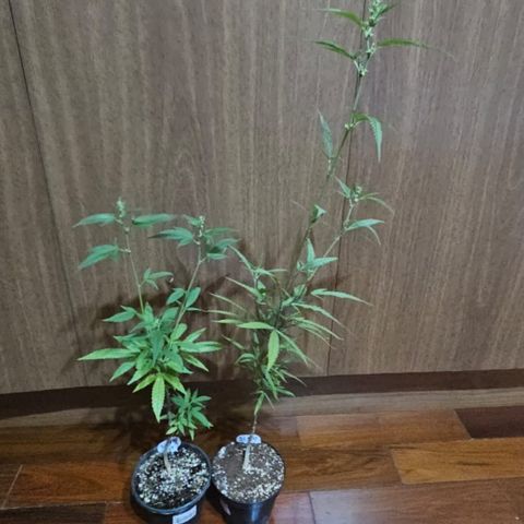 5.4 growlog timeline photo