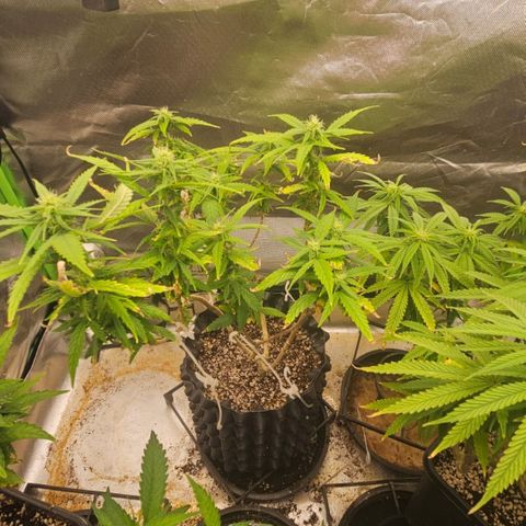 5.4 growlog timeline photo