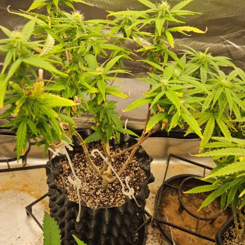 5.4 growlog timeline photo
