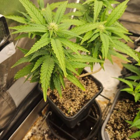 5.4 growlog timeline photo