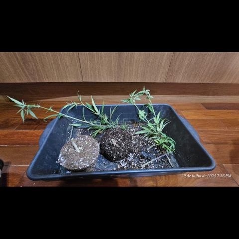 5.4 growlog timeline photo